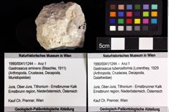 Foto (Objket + Etiketten) von Gastrosacus tuberosiformis (Lorenthey, 1929) 